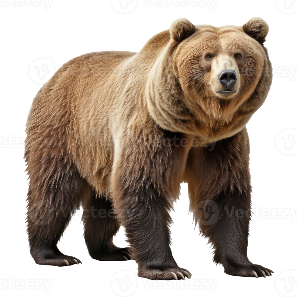 Bear isolated on transparent background . AI Generated png