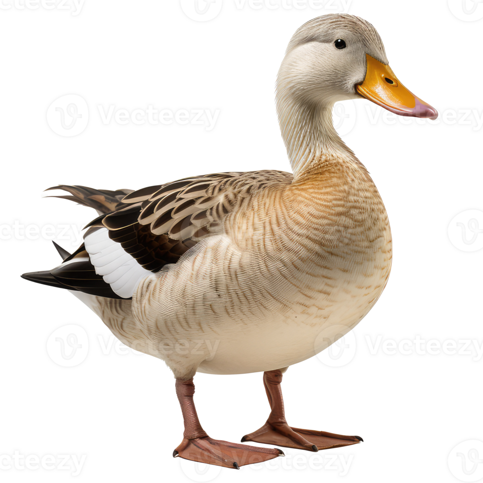 Duck isolated on transparent background . AI Generated png