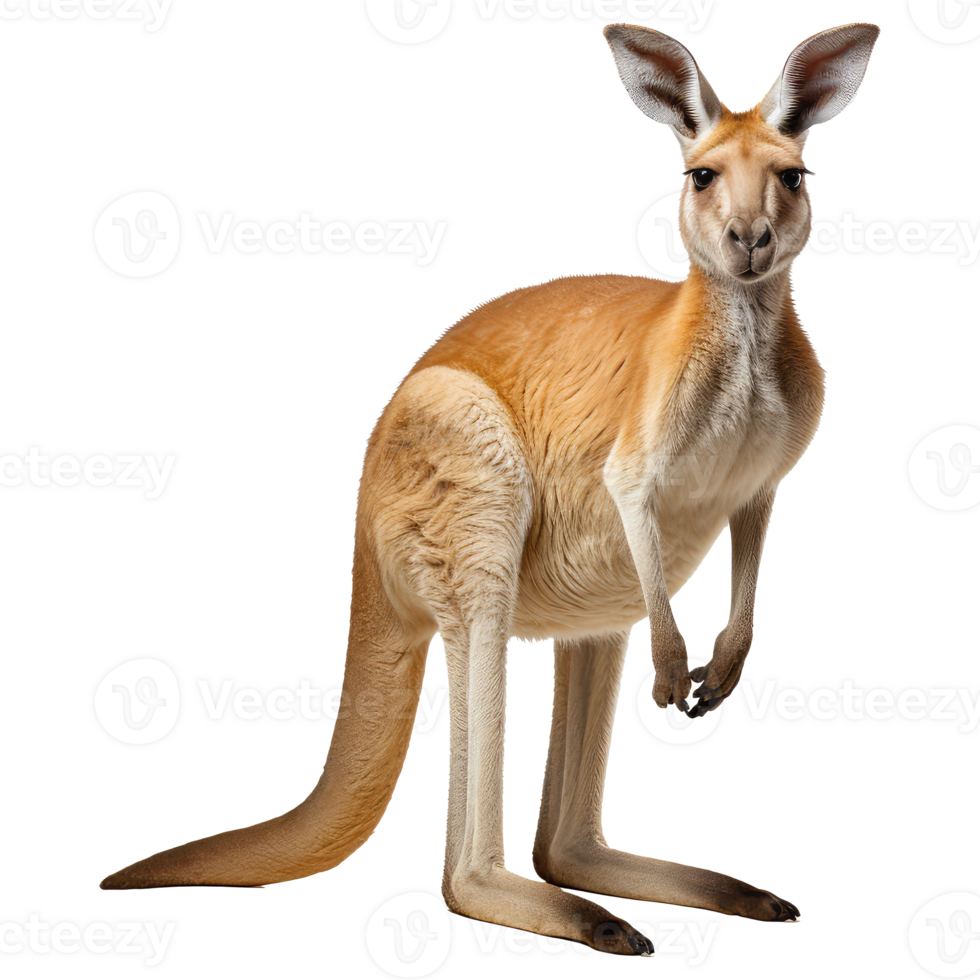 Kangaroo isolated on transparent background . AI Generated 27246682 PNG