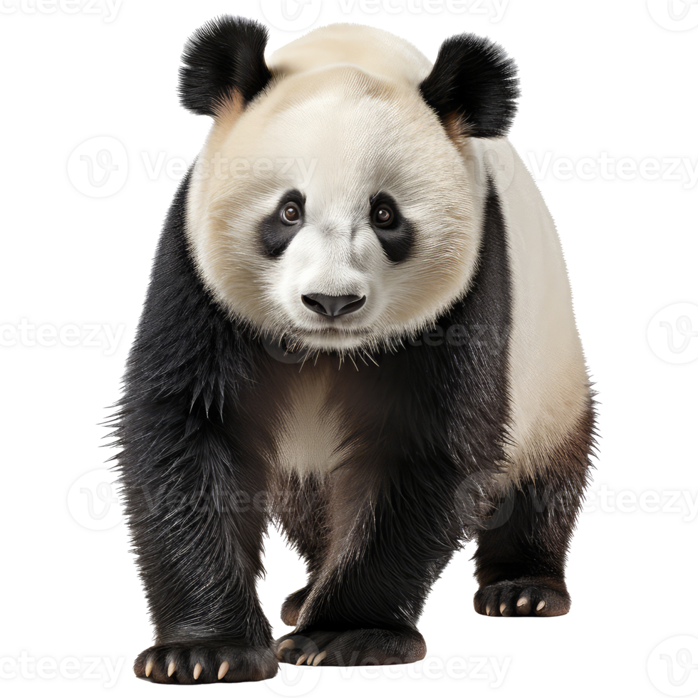Panda isolated on transparent background . AI Generated 27246687 PNG
