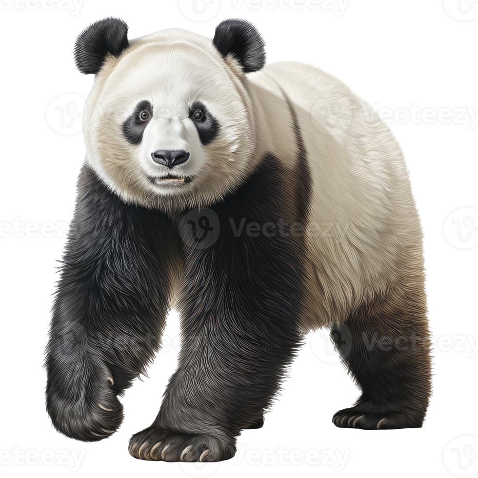 panda isolato su trasparente sfondo . ai generato png