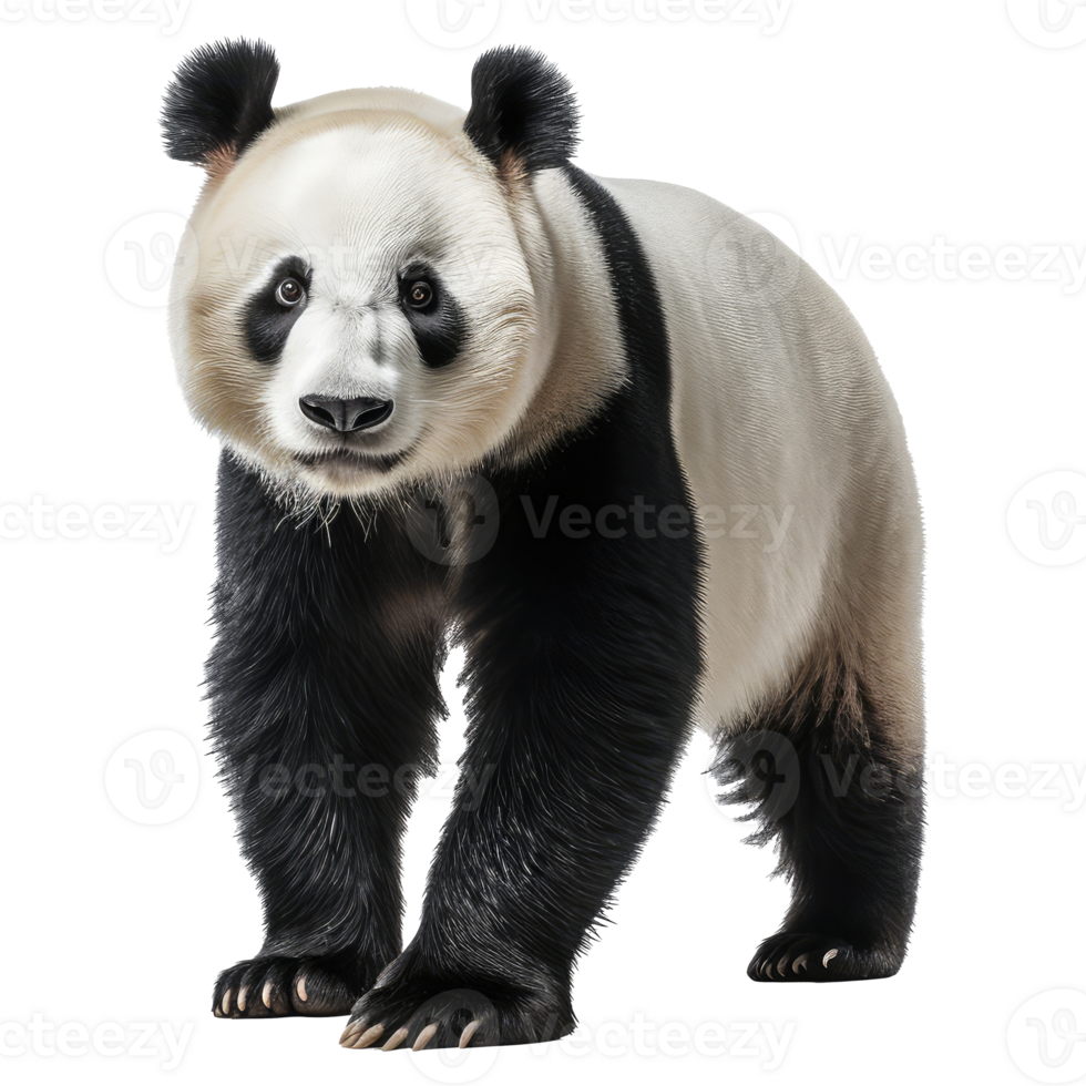 Panda isolated on transparent background . AI Generated png