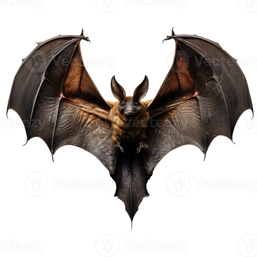 Bat isolated on transparent background . AI Generated 27246724 PNG