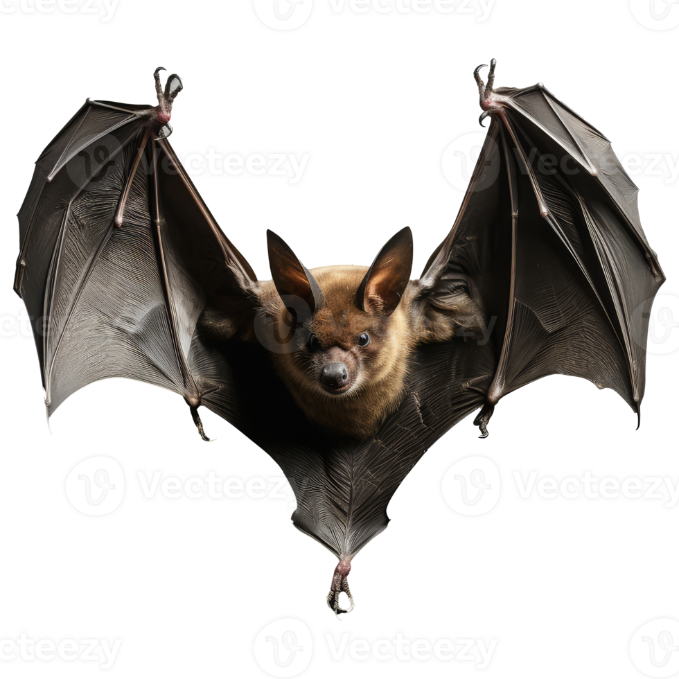 Bat isolated on transparent background . AI Generated png