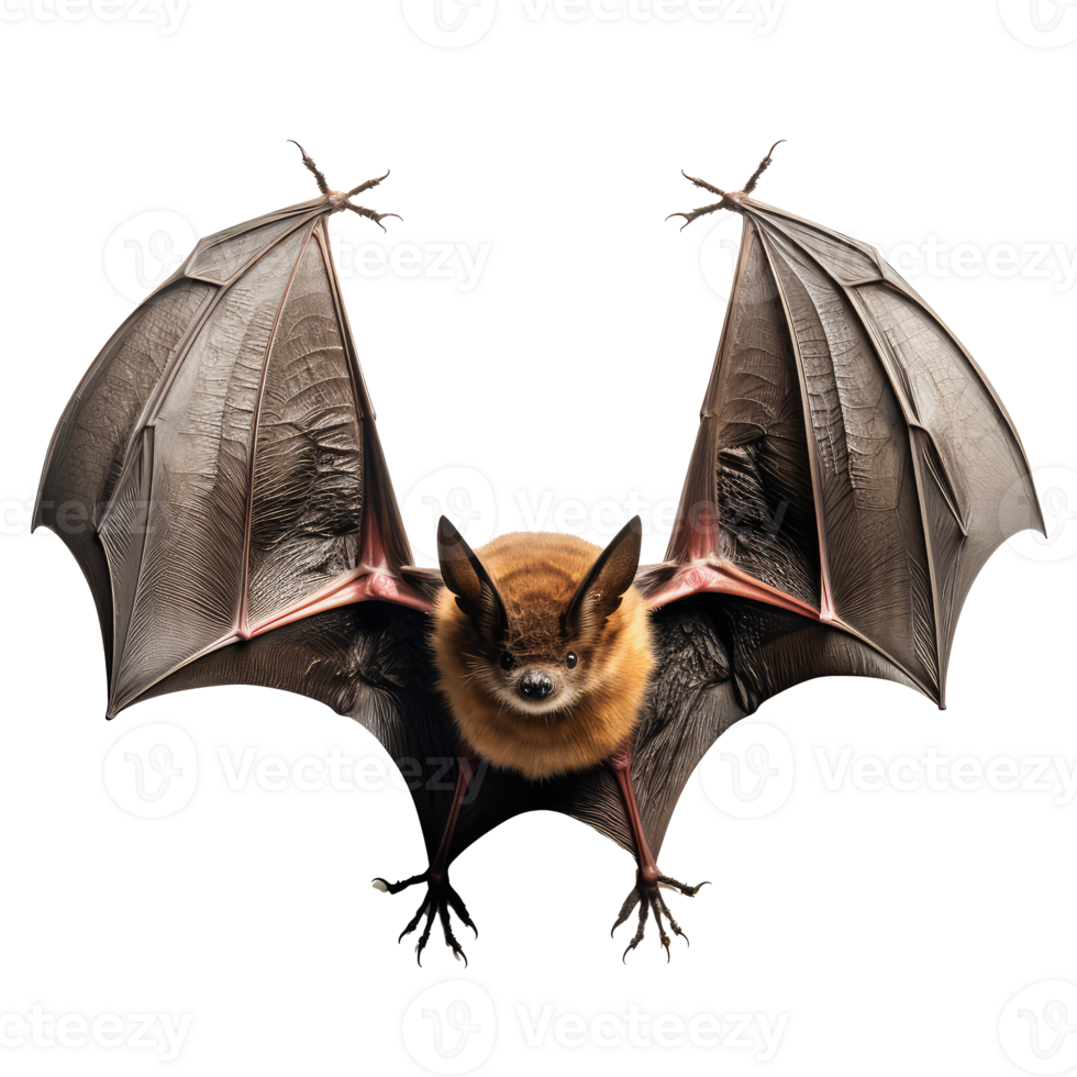 Bat isolated on transparent background . AI Generated png