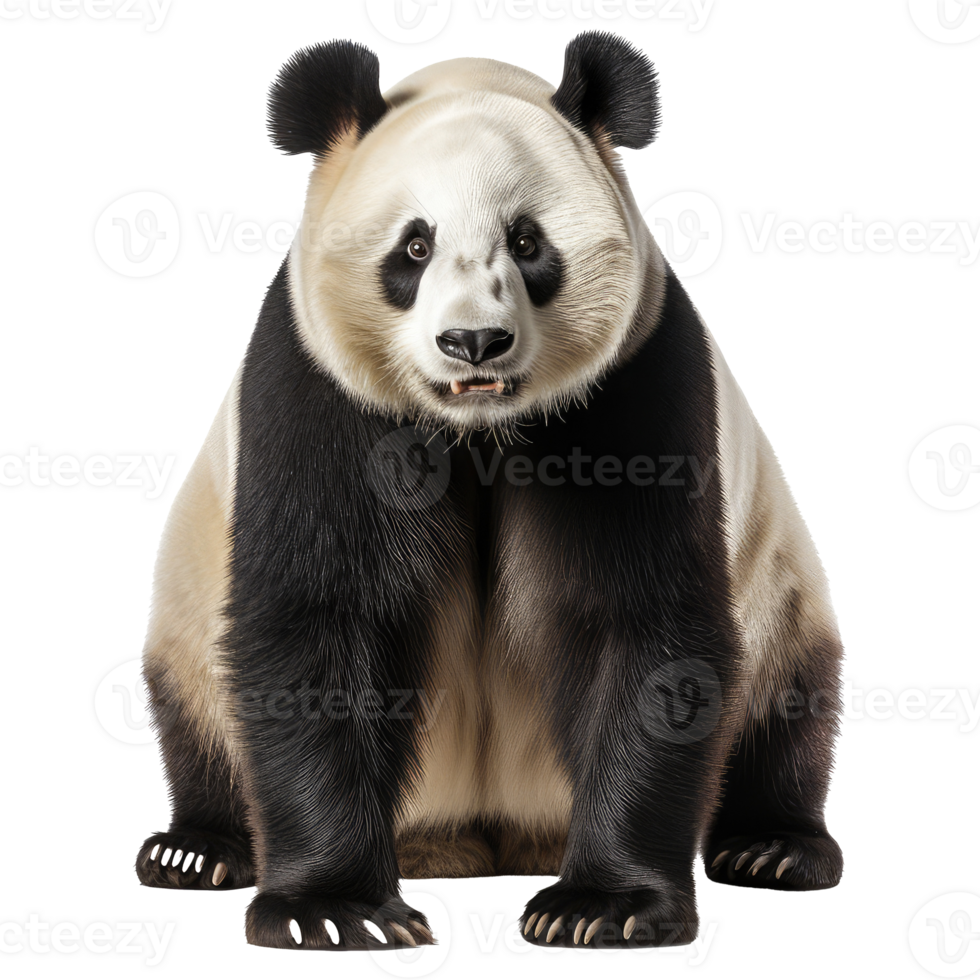 Panda bear isolated on transparent background . AI Generated png