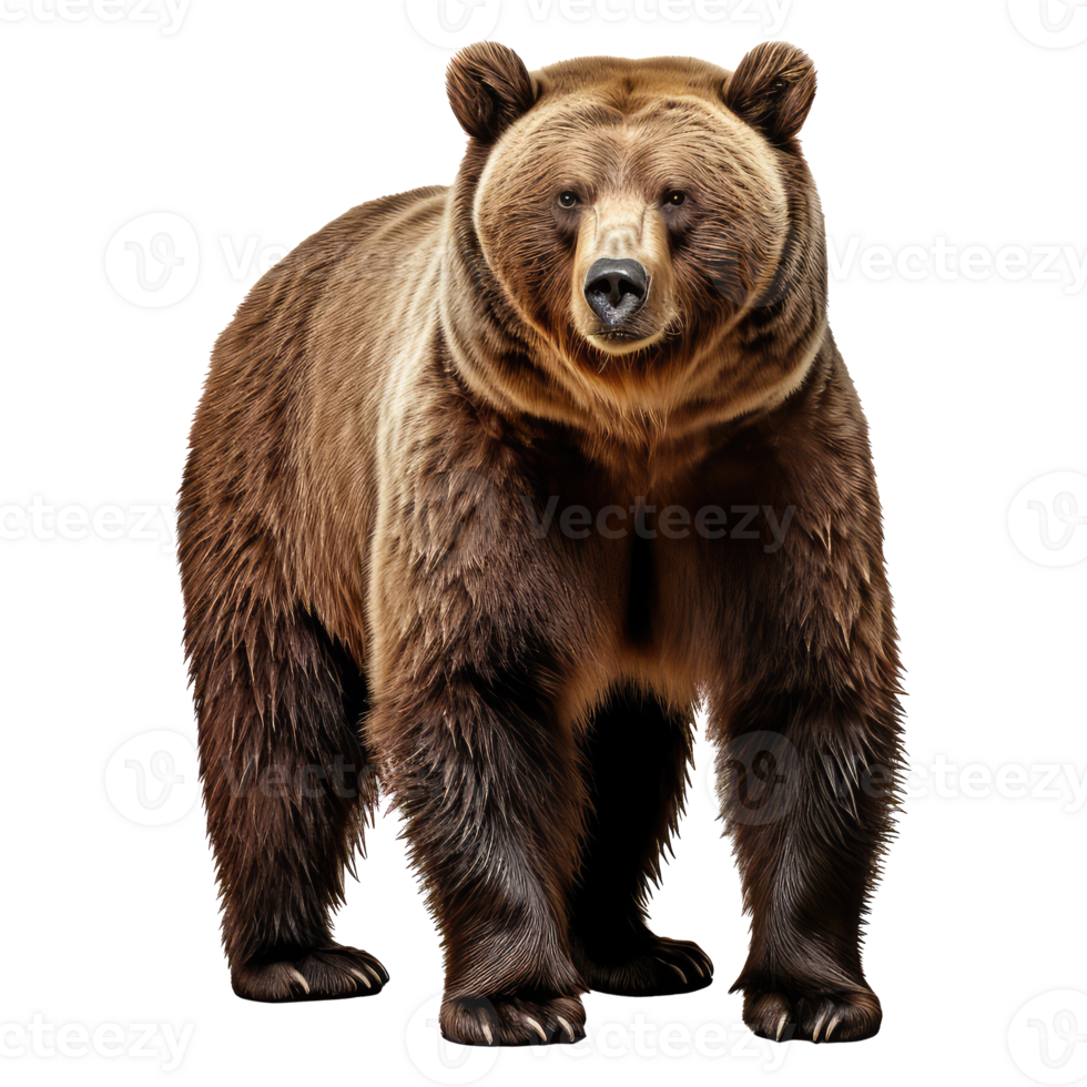 Grizzly bear isolated on transparent background . AI Generated png