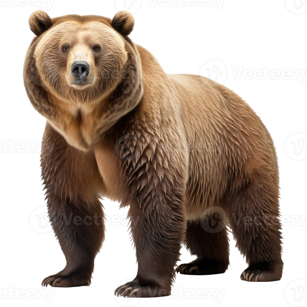 Grizzly bear isolated on transparent background . AI Generated png