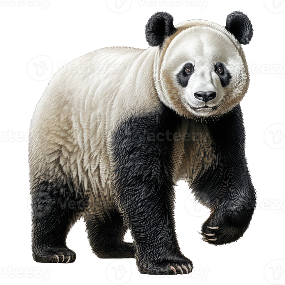 Panda bear isolated on transparent background . AI Generated png