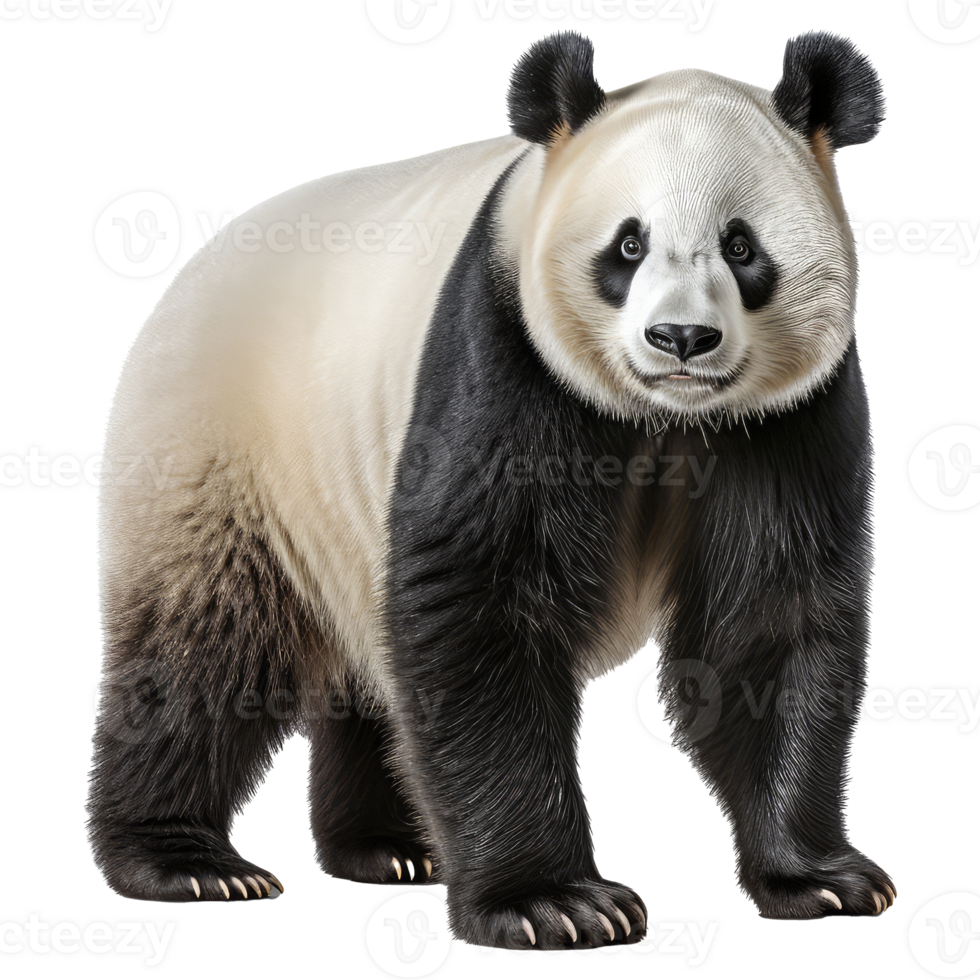Panda bear isolated on transparent background . AI Generated png