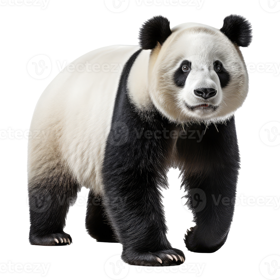 Panda bear isolated on transparent background . AI Generated png