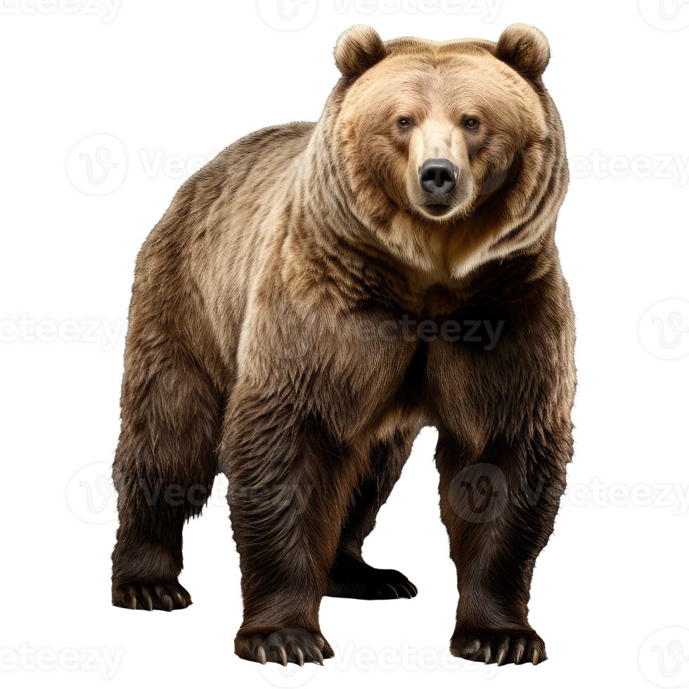 Grizzly bear isolated on transparent background . AI Generated png