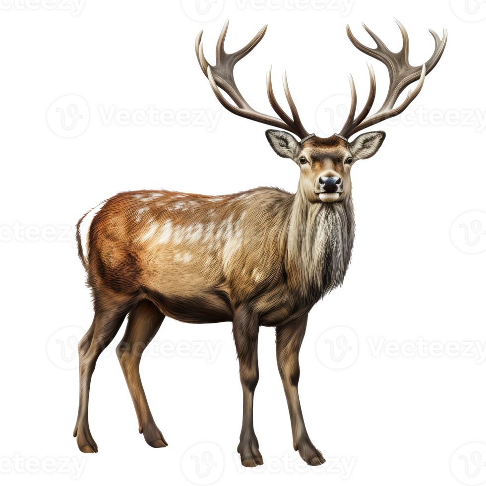 Reindeer isolated on transparent background . AI Generated png