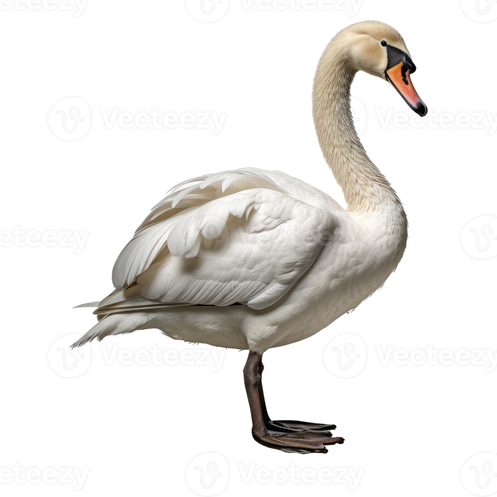 Swan isolated on transparent background . AI Generated png