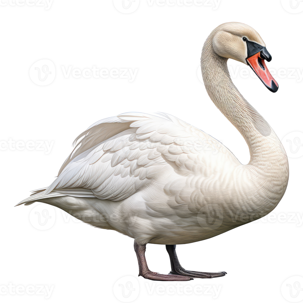 Swan isolated on transparent background . AI Generated png