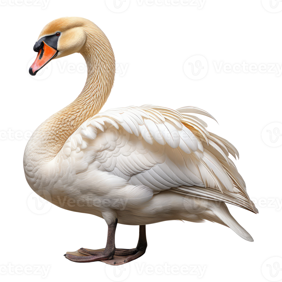 Swan isolated on transparent background . AI Generated png