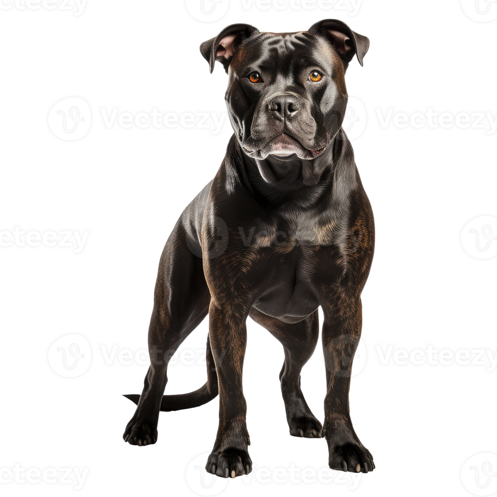Staffordshire Bull Terrier dog isolated on transparent background . AI Generated png