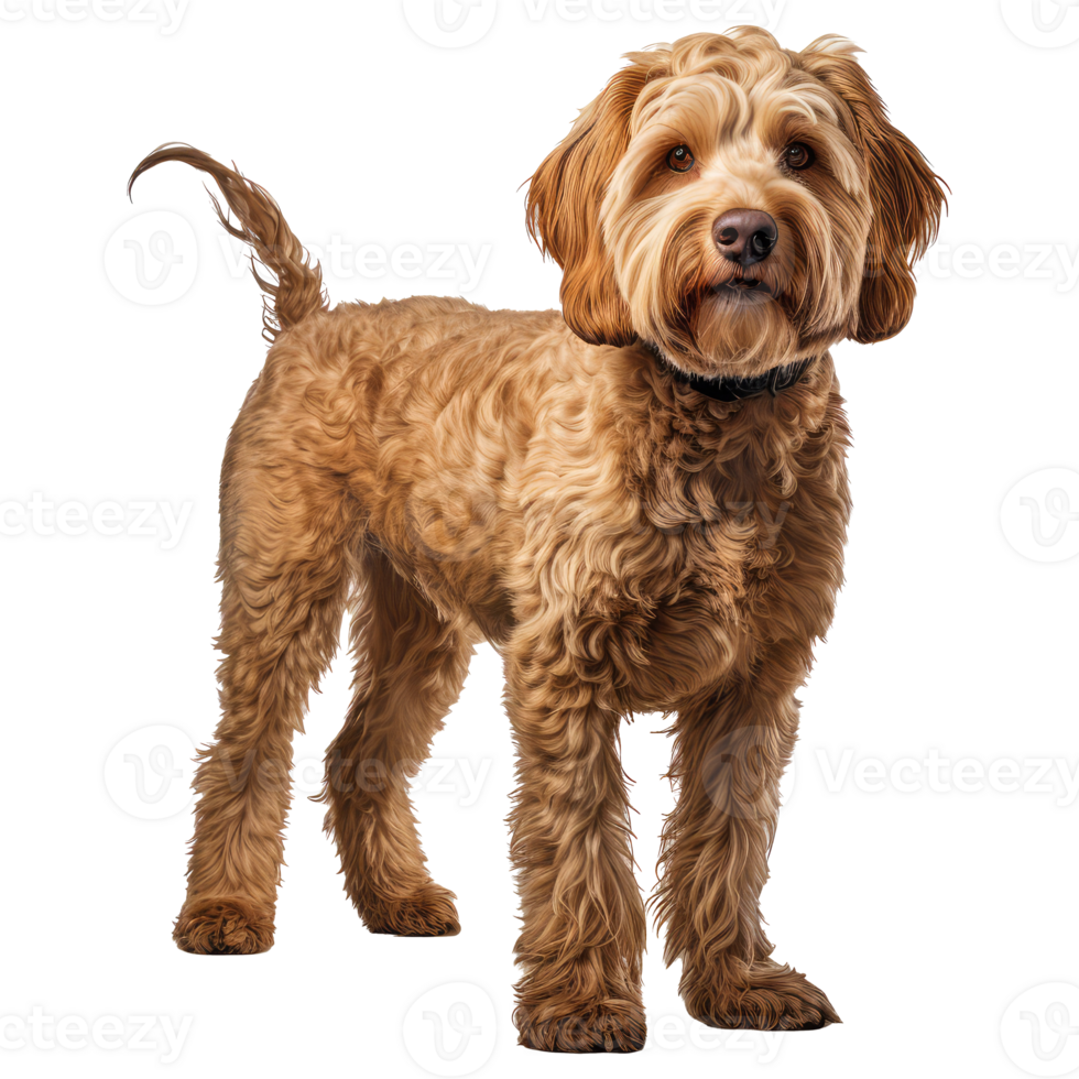 Labradoodle dog isolated on transparent background . AI Generated png