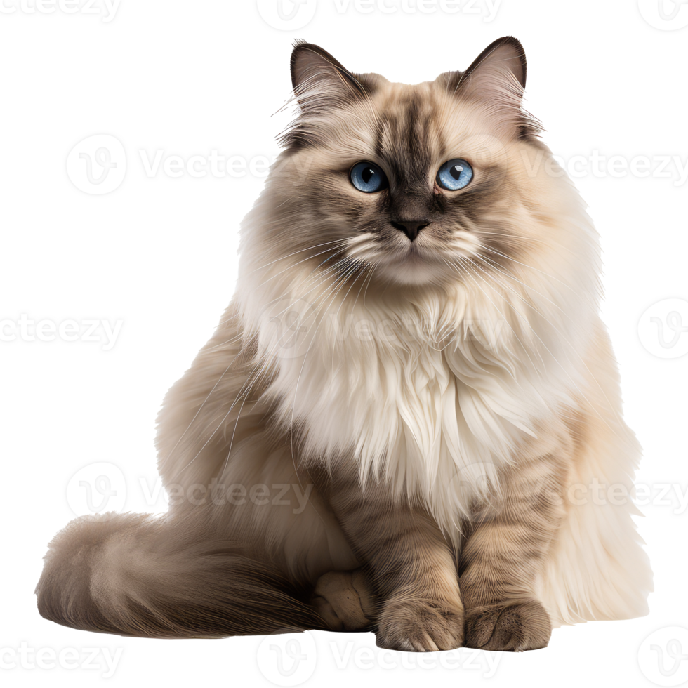 Ragdoll cat isolated on transparent background . AI Generated png