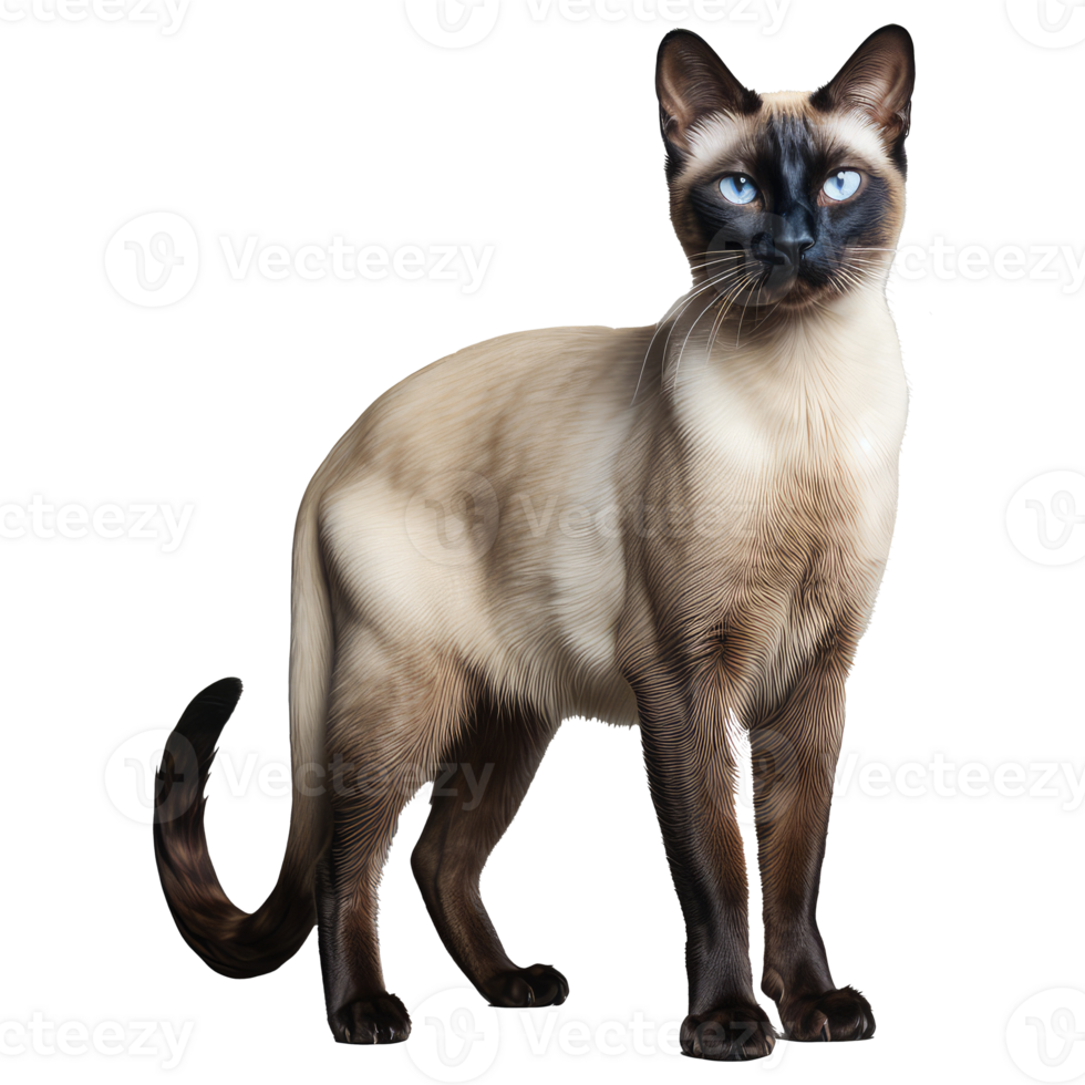 Siamese cat isolated on transparent background . AI Generated png