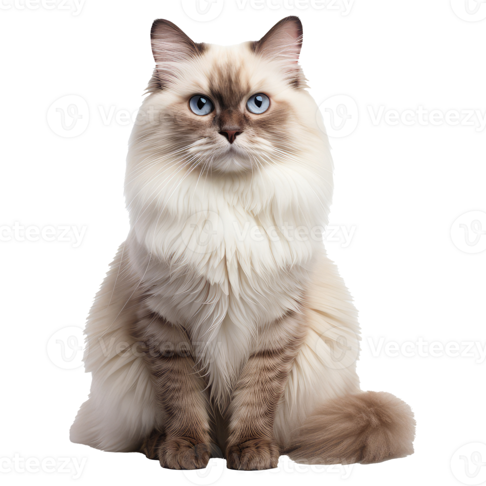 Ragdoll cat isolated on transparent background . AI Generated png