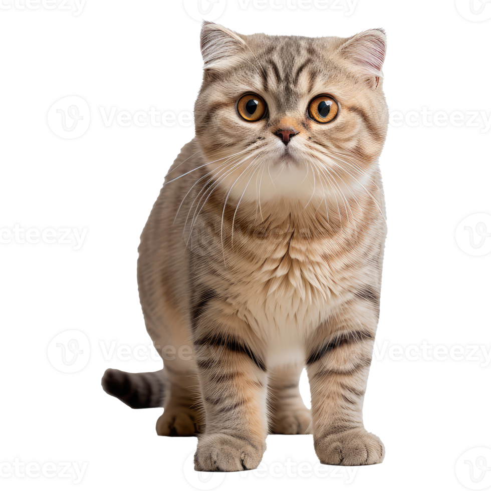 Scottish Fold cat isolated on transparent background . AI Generated png