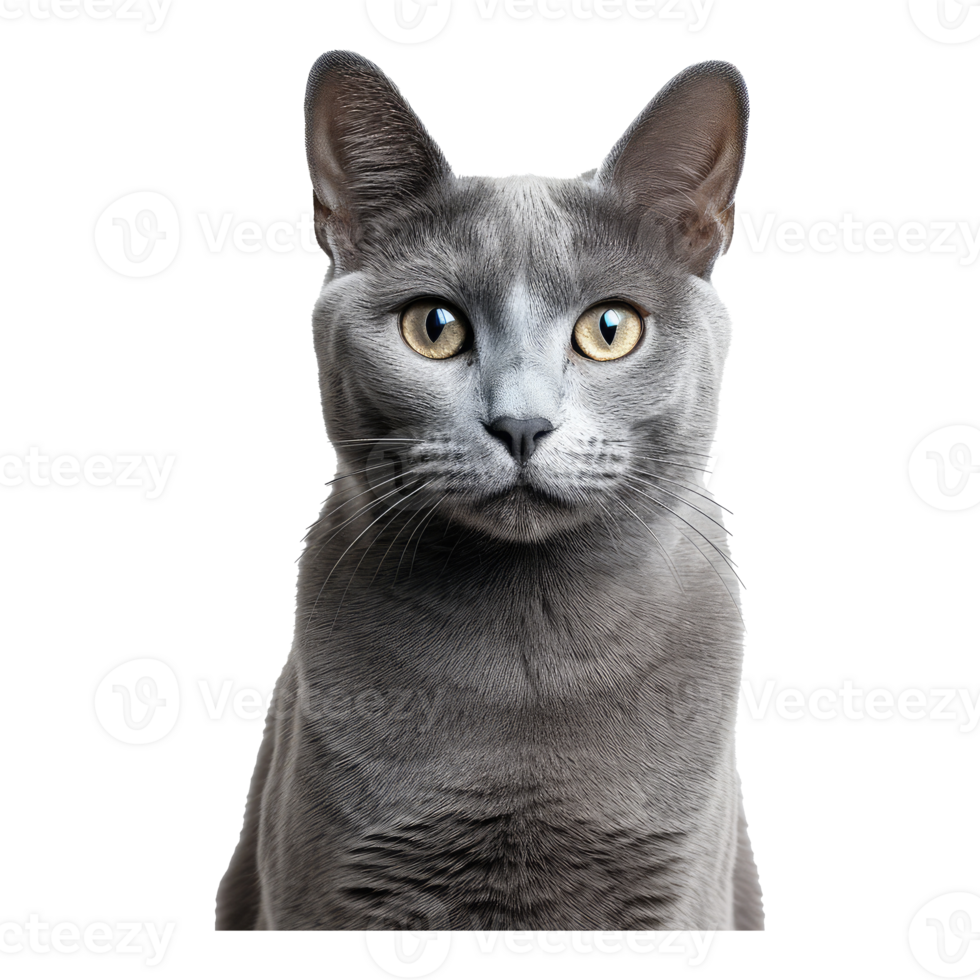 russian blue cat isolated on transparent background . AI Generated png