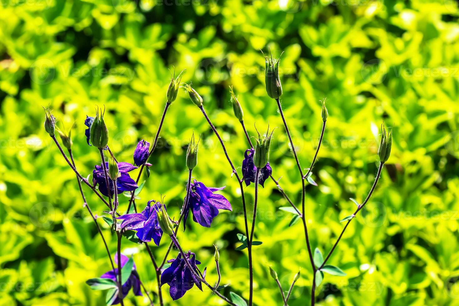 Tall bellflower, Campanula L. blooming in a sunny garden in July, closeup photo