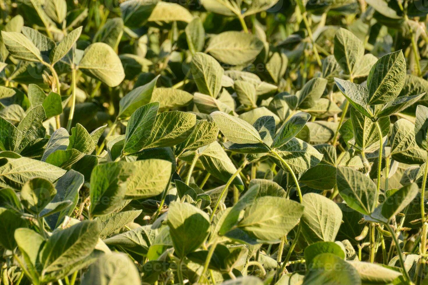 a field of green plants with leaves photo