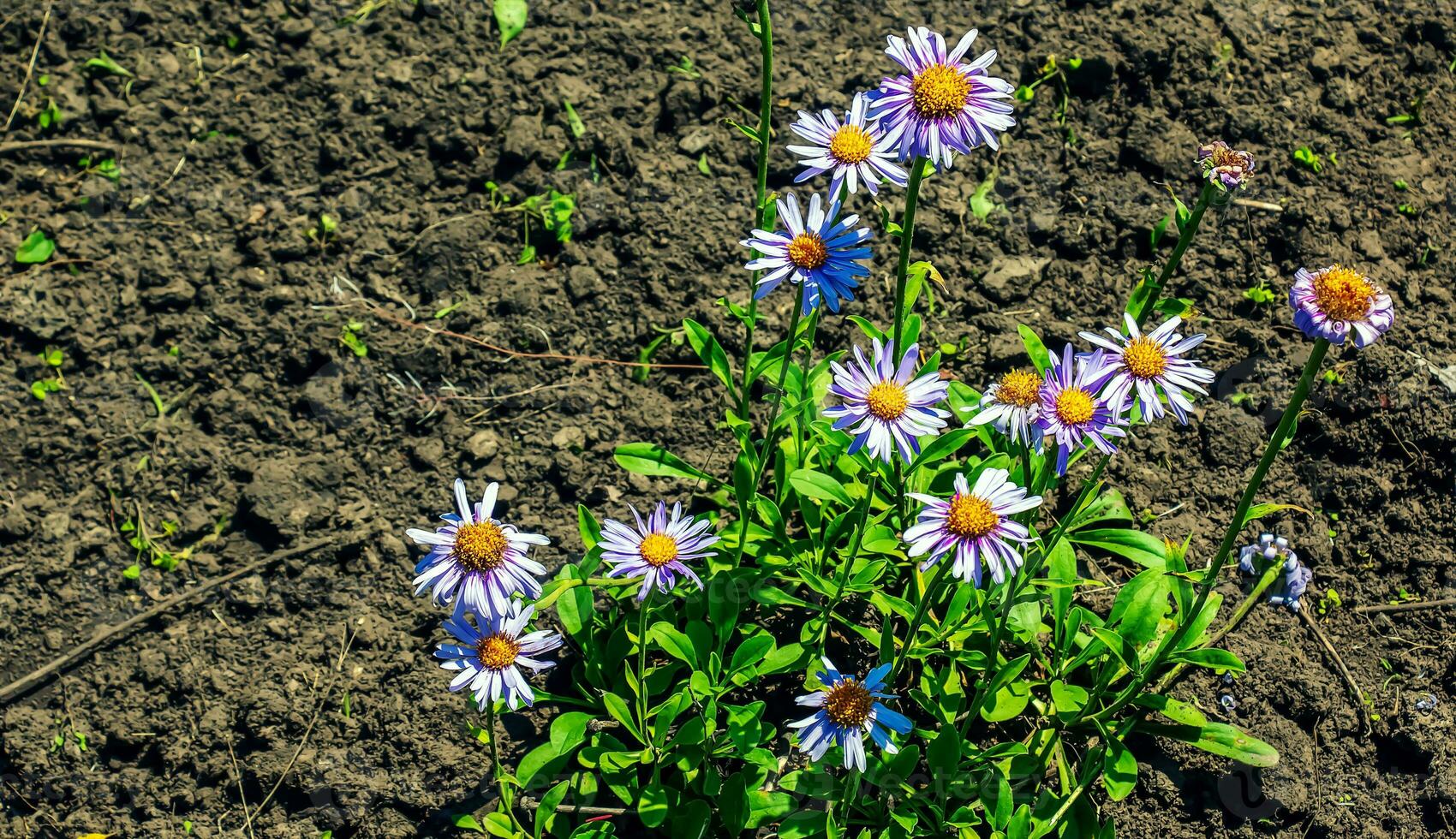 alpino aster o manzanilla, aster alpinus yo, floreciente en un soleado jardín en junio foto