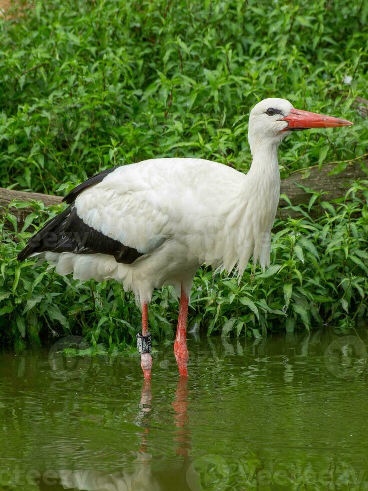 storks in germany photo