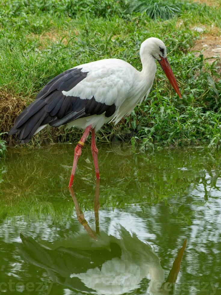 storks in germany photo