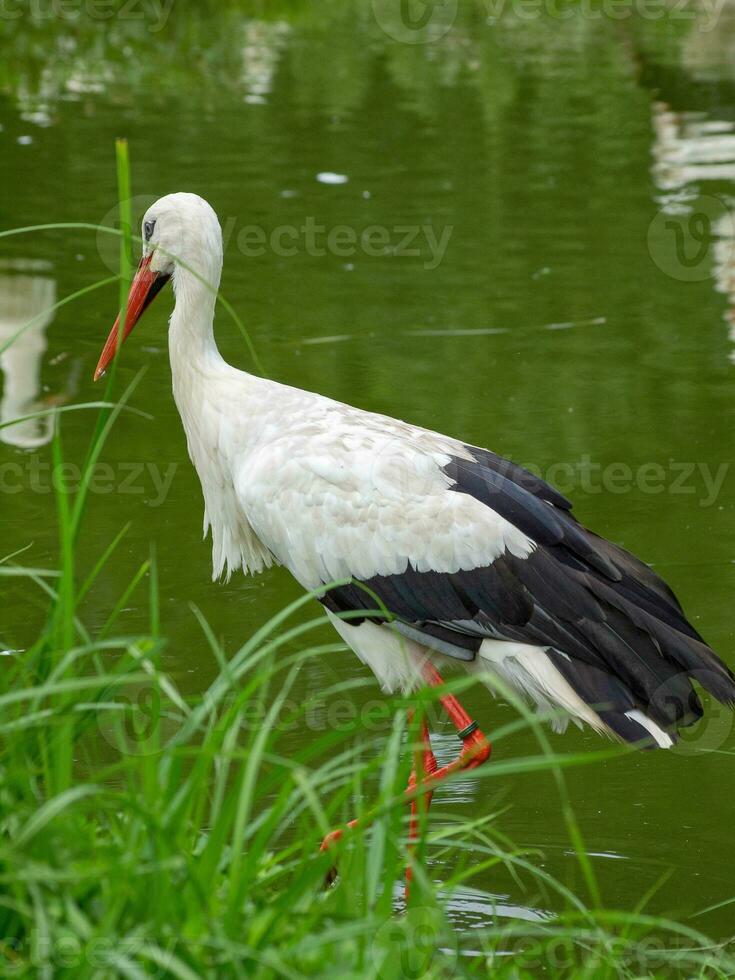 storks in germany photo