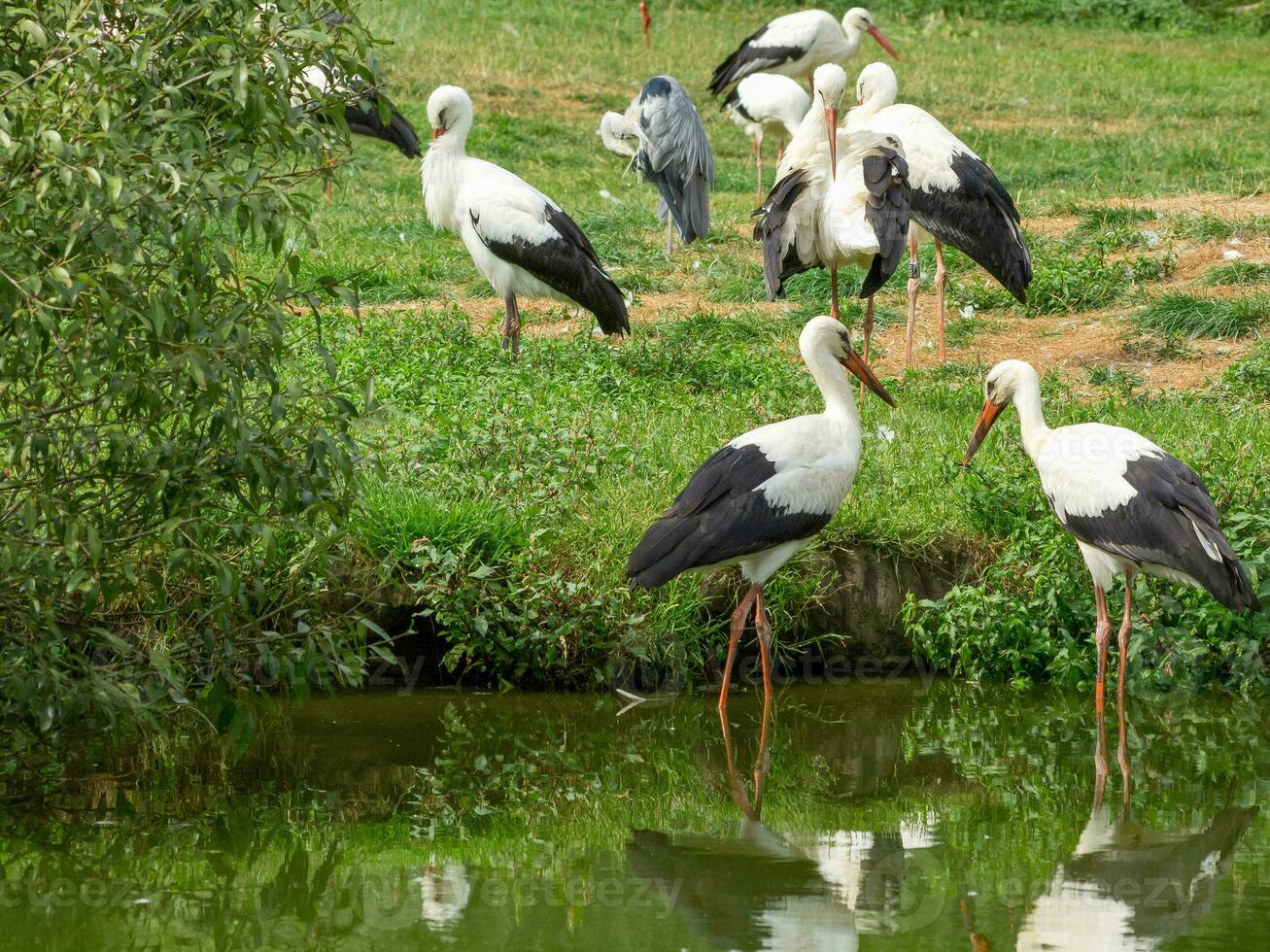 storks in germany photo