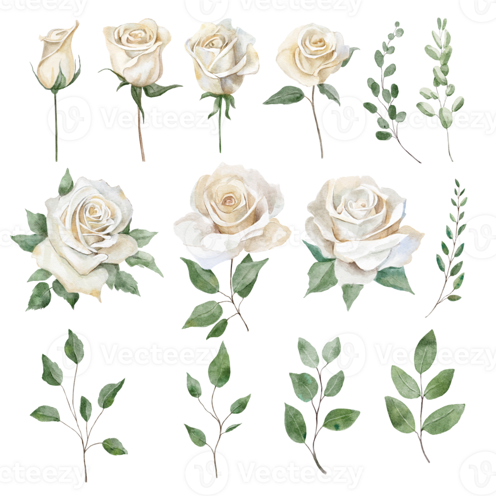 Watercolor botanical set with white rose flowers png