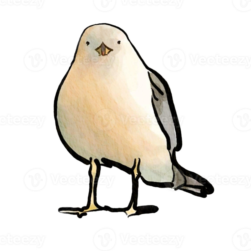 Seagull on a white background png