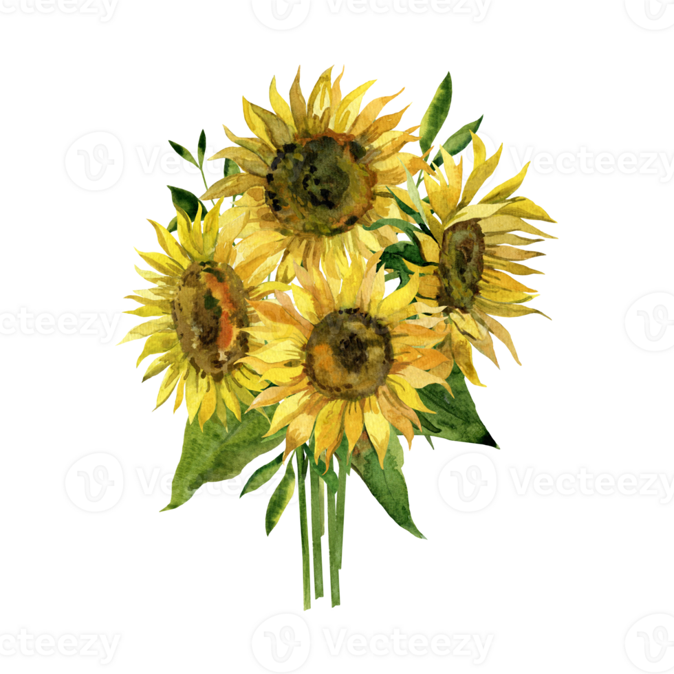 Watercolor botanical clipart with Sunflowers bouquet png