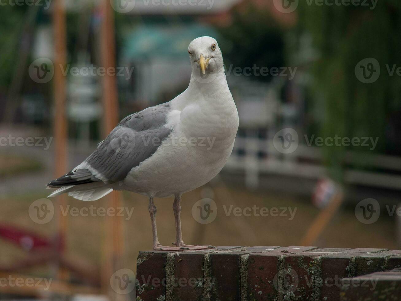 at the german north sea coast photo