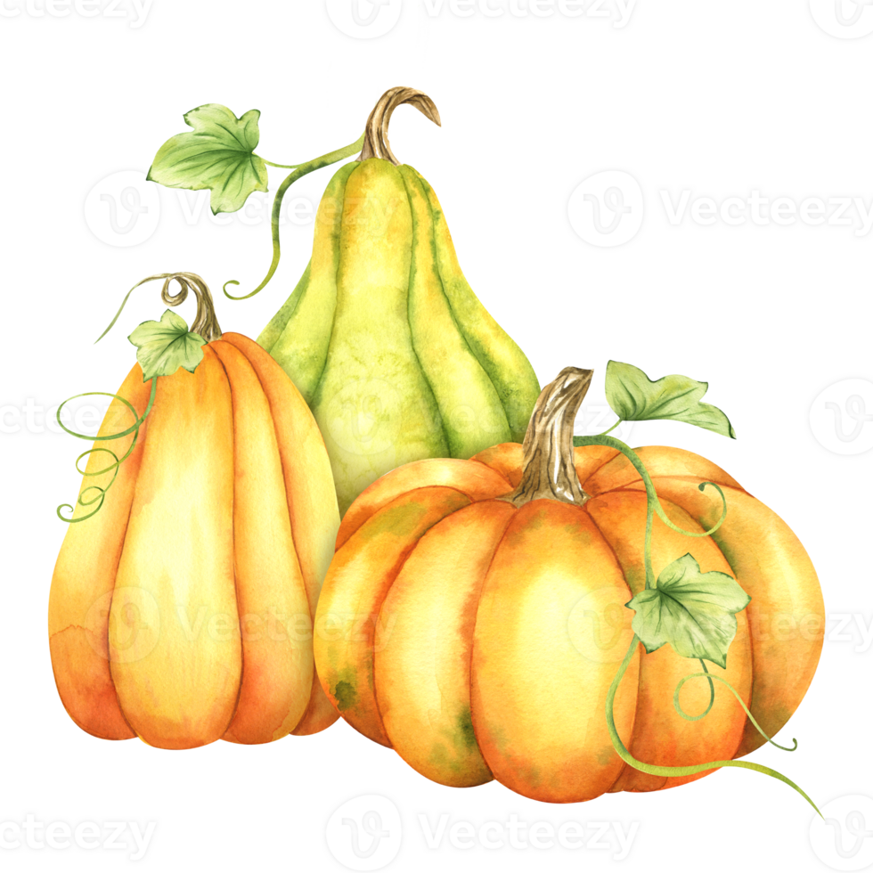 Ripe orange and green pumpkins and leaves. Farm organic autumn vegetables. Autumn decoration. Isolated. Watercolor illustration. It is perfect for thanksgiving and halloween cards or posters png