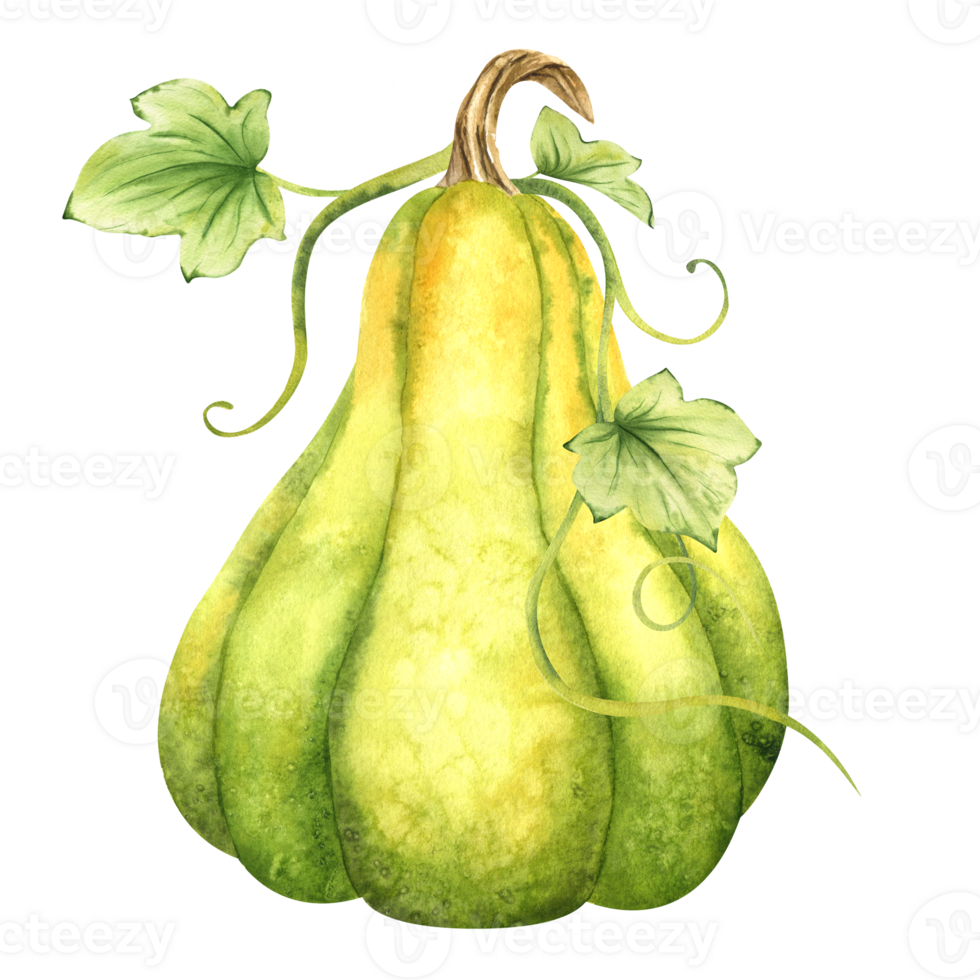 maduro verde calabaza. granja orgánico otoño vegetales. aislado. acuarela ilustración. mano dibujo. eso es Perfecto para acción de gracias y Víspera de Todos los Santos tarjetas o carteles png