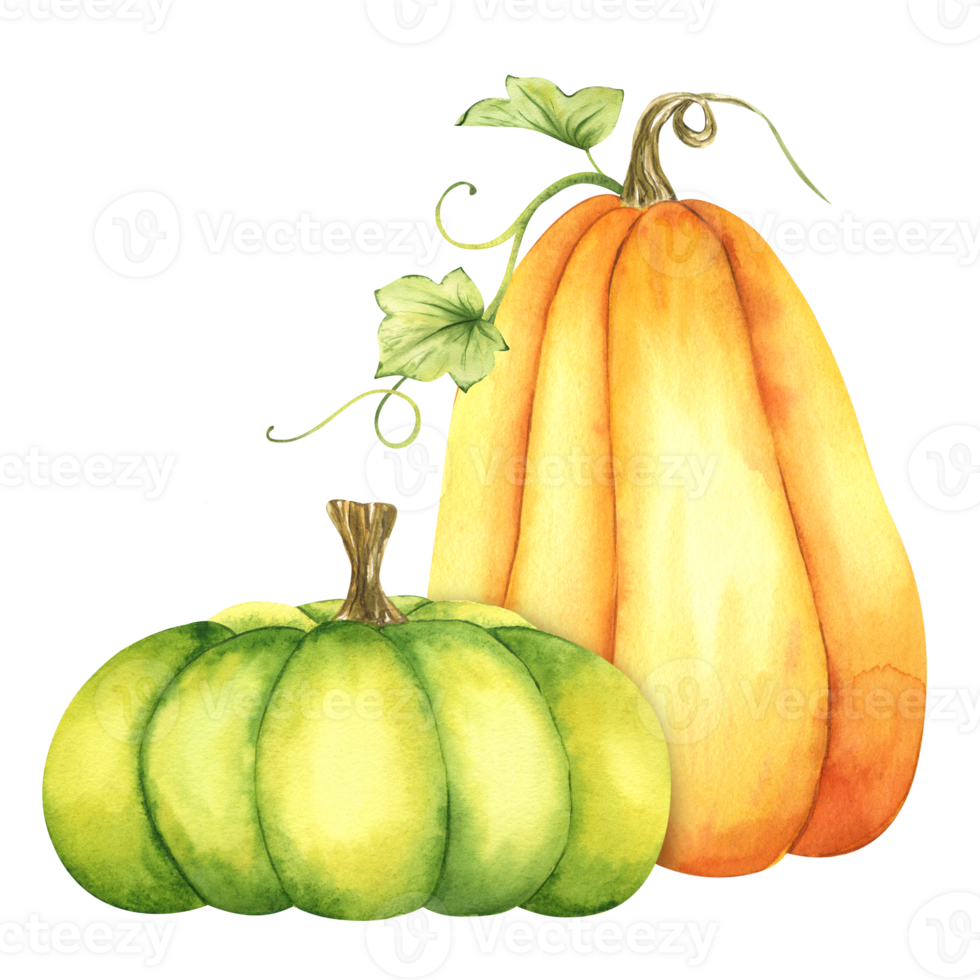 Ripe orange and green pumpkins and leaves. Farm organic autumn vegetables. Autumn decoration. Isolated. Watercolor illustration. It is perfect for thanksgiving and halloween cards or posters png