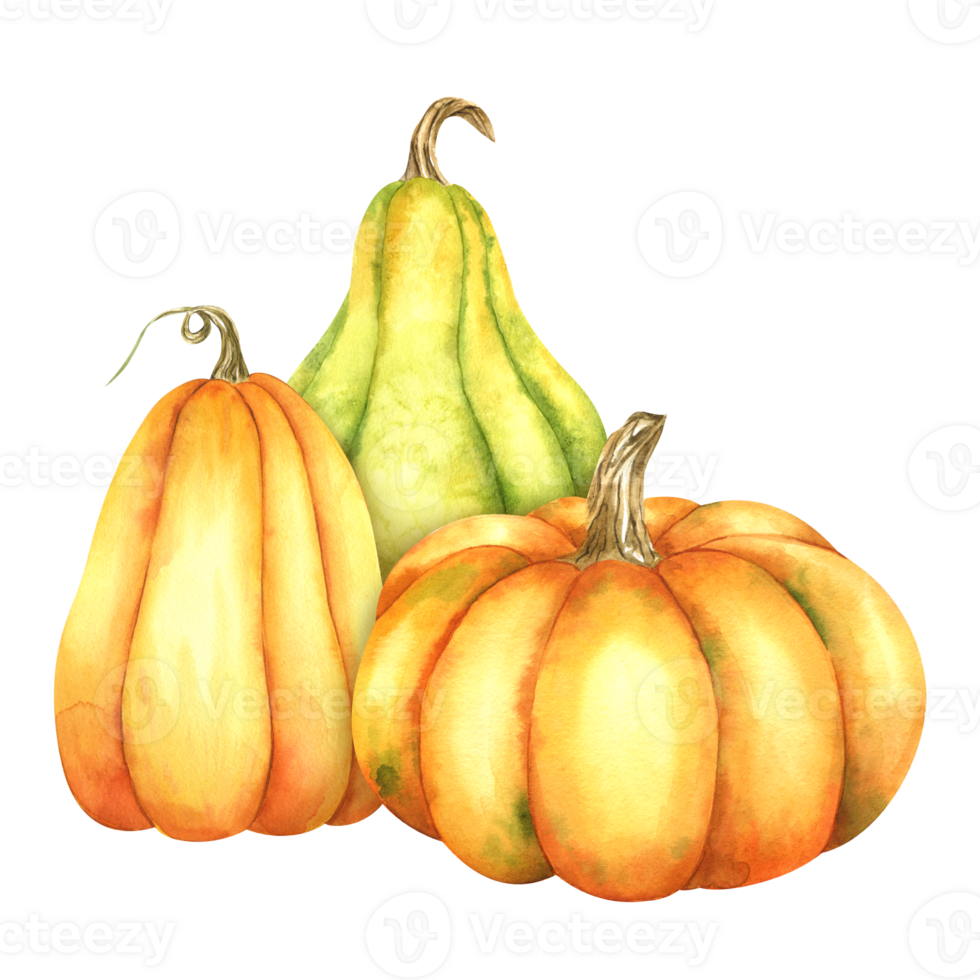 Ripe orange and green pumpkins. Farm organic autumn vegetables. Autumn decoration. Isolated. Watercolor illustration. Hand drawing. It is perfect for thanksgiving and halloween cards or posters png