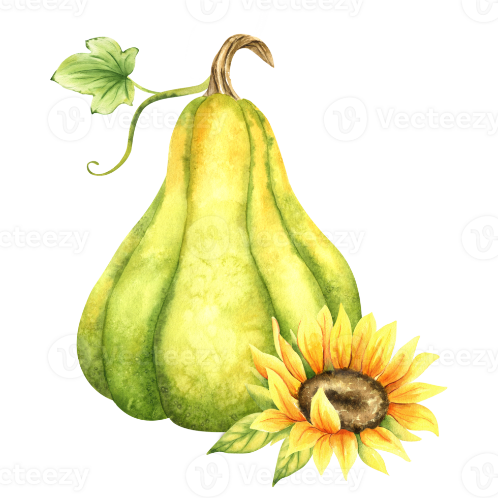 Green pumpkin and sunflower. Farm organic autumn vegetables. Autumn decoration. Isolated. Watercolor illustration. It is perfect for thanksgiving and halloween cards or posters png