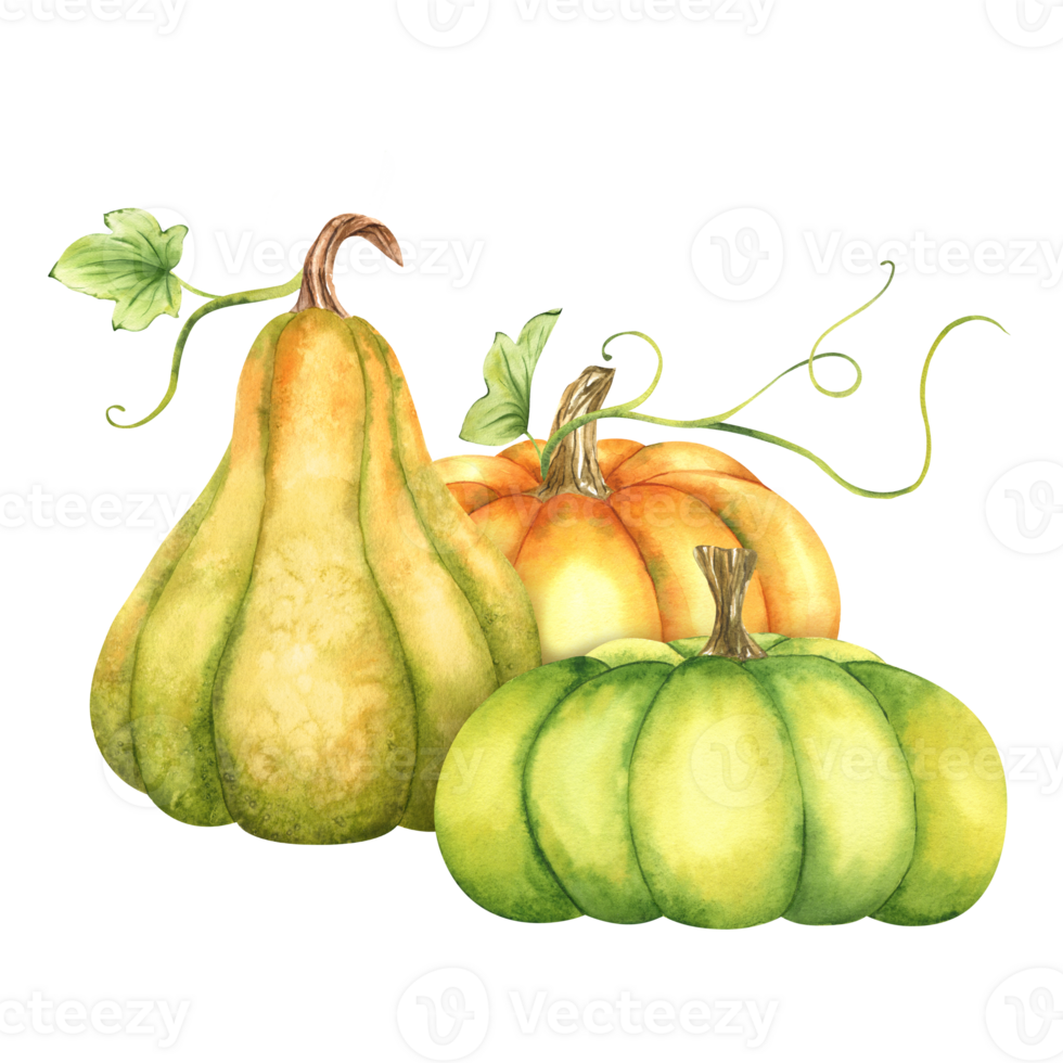 Ripe orange and green pumpkins and leaves. Farm organic autumn vegetables. Autumn decoration. Isolated. Watercolor illustration. It is perfect for thanksgiving and halloween cards or posters png