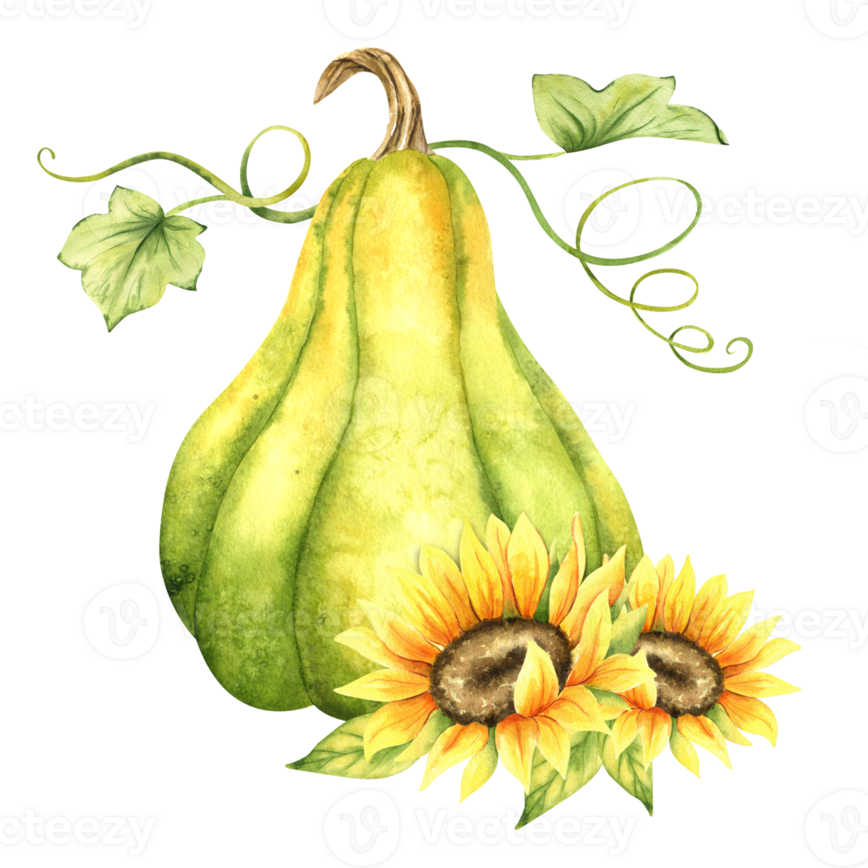 Green pumpkin and sunflowers. Farm organic autumn vegetables. Autumn decoration. Isolated. Watercolor illustration. It is perfect for thanksgiving and halloween cards or posters png