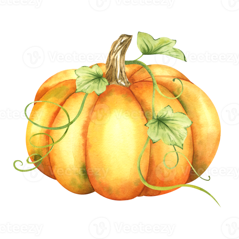 Ripe orange pumpkin. Farm organic autumn vegetables. Isolated. Watercolor illustration. Hand drawing. It is perfect for thanksgiving and halloween cards or posters png