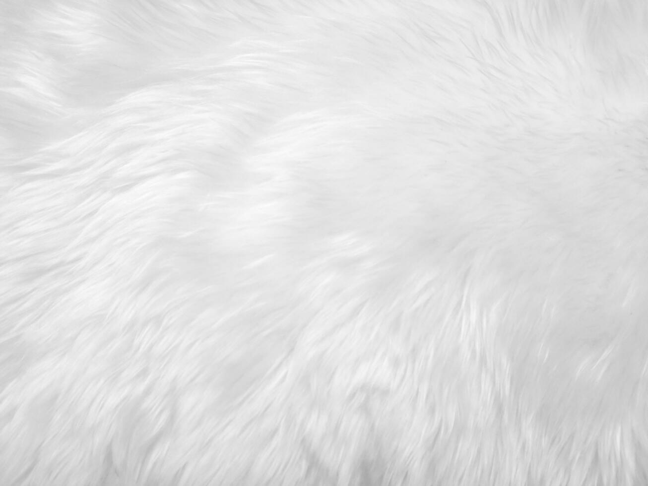 White clean wool texture background. light natural sheep wool. white seamless cotton. texture of fluffy fur for designers. close-up fragment white wool carpet. photo