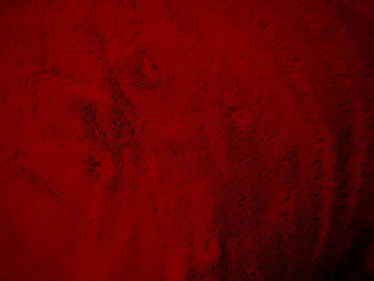 red clean wool texture background abstract. gradient black natural hair wool. white seamless cotton. texture of fluffy fur for designers. luxury scarlet for silk fragment wool carpet. photo