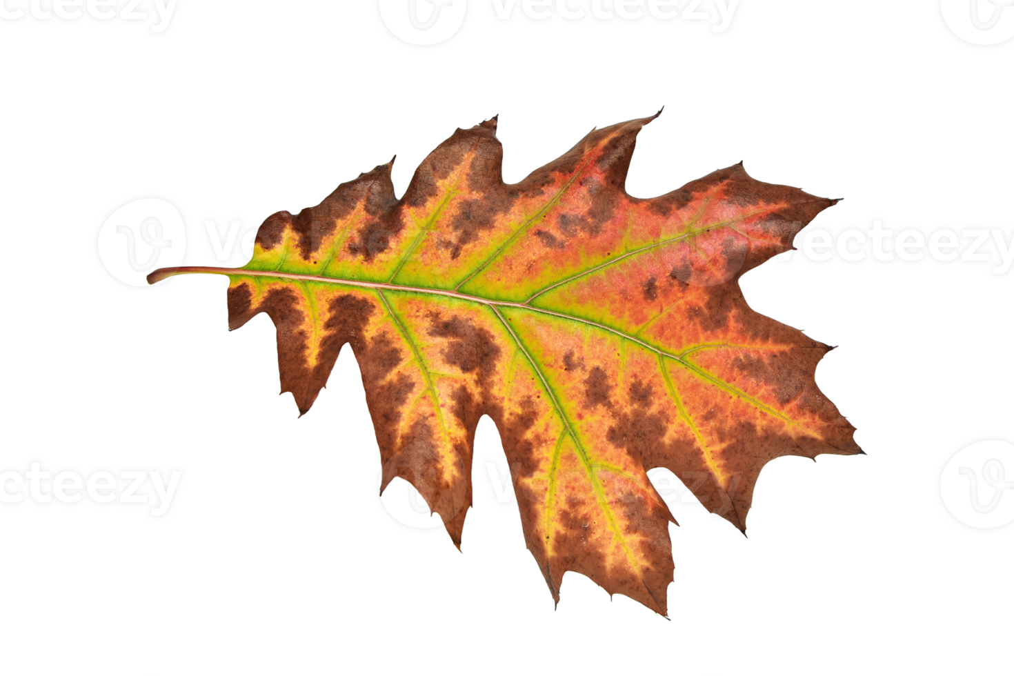 Autumn oak leaf isolated on white background png