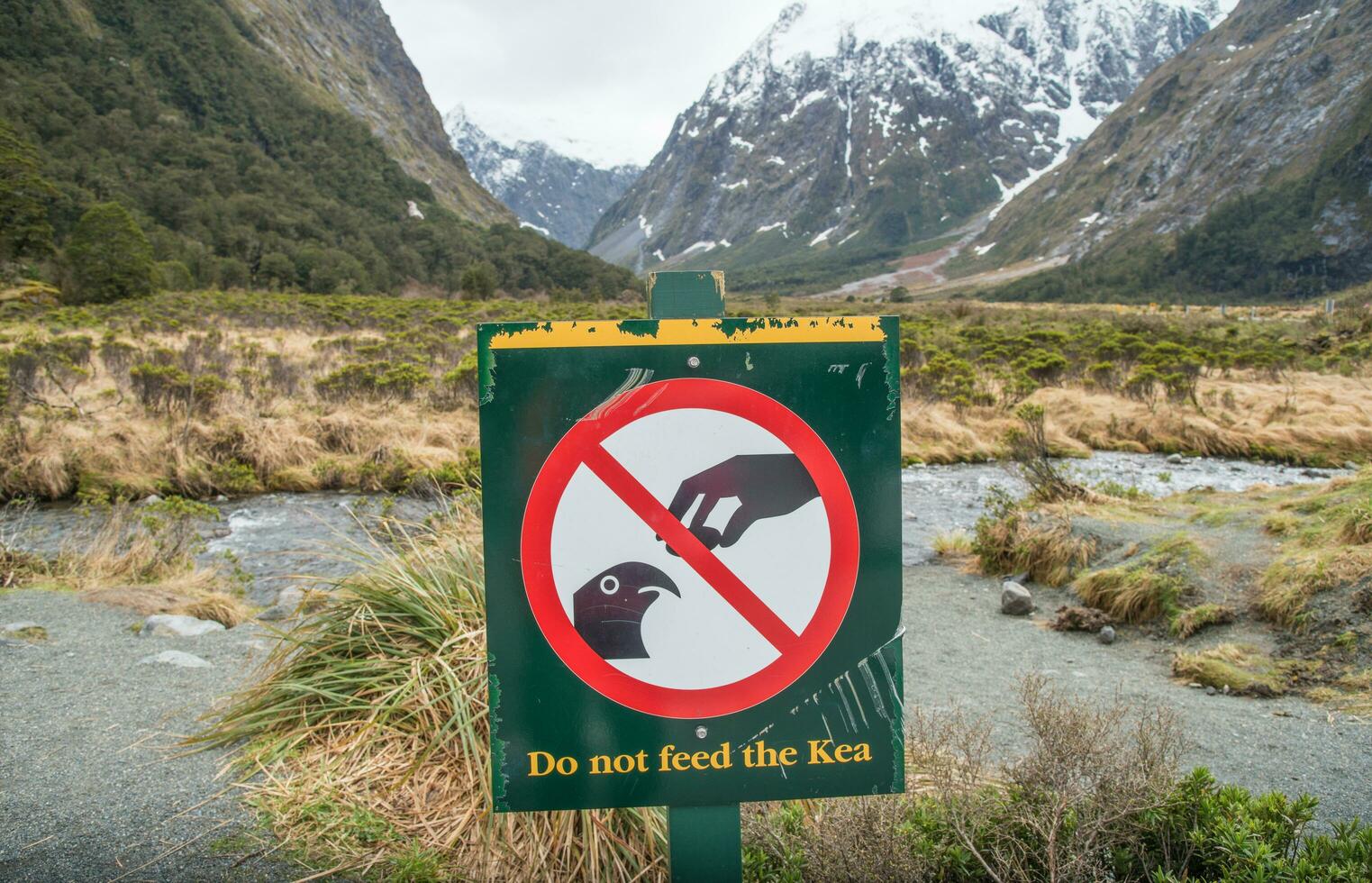 Do not feed the Kea bird sign in Monkey Creek a beautiful spot on the road to Milford Sound in South Island of New Zealand. photo